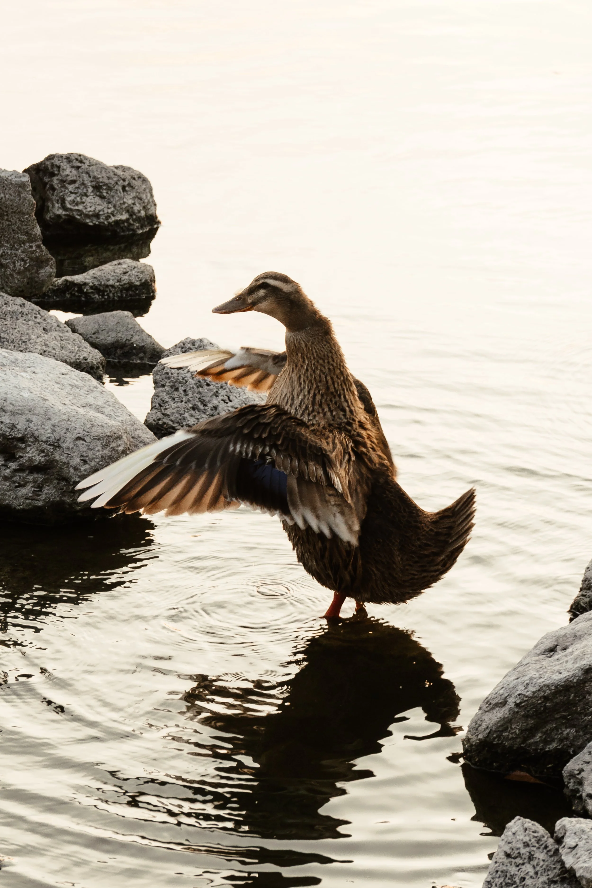 CherryOnTop Weddings - Baby Sofi-21.jpg