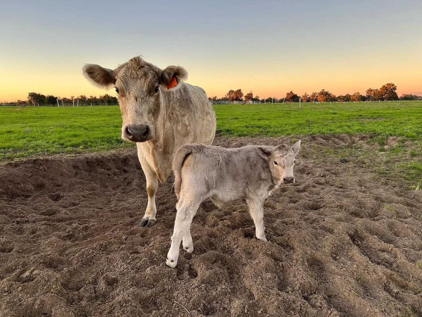 A cow and a calf standing on dirt in a pasture at sunset with green grass and trees in the distance.