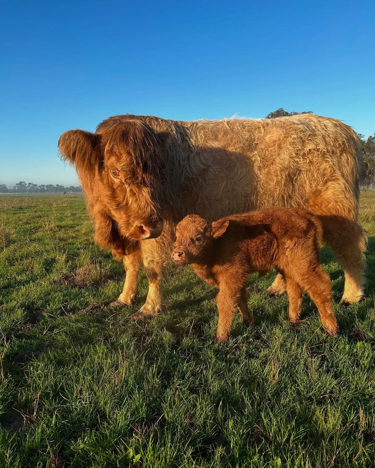A Highland calf and a Highland cow standing in a grassy field during sunlight with a clear blue sky.