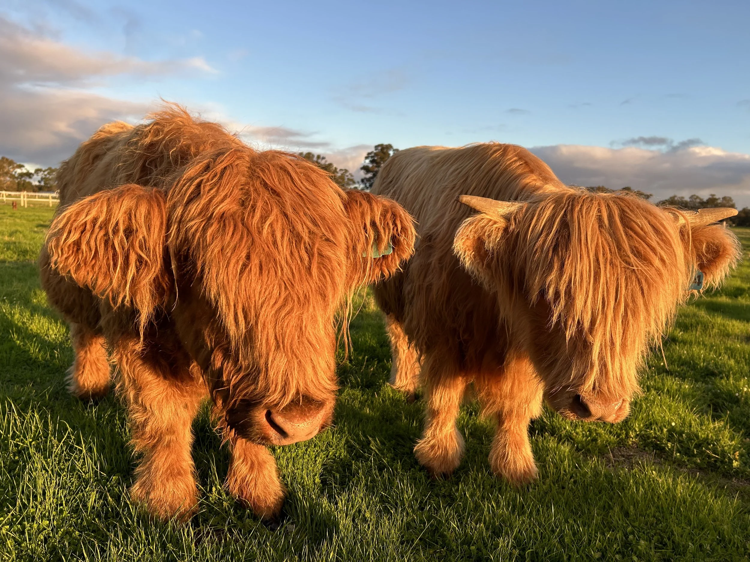 Three Highland cattle with long, reddish-brown fur grazing on green grass under a partly cloudy sky.