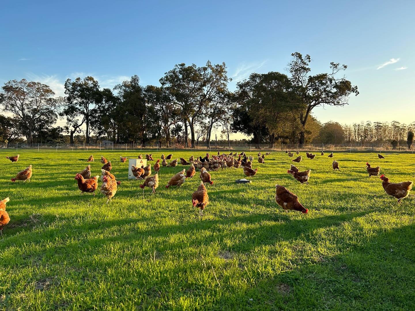 A green farm field with chickens pecking the ground, surrounded by trees in the background during sunset.