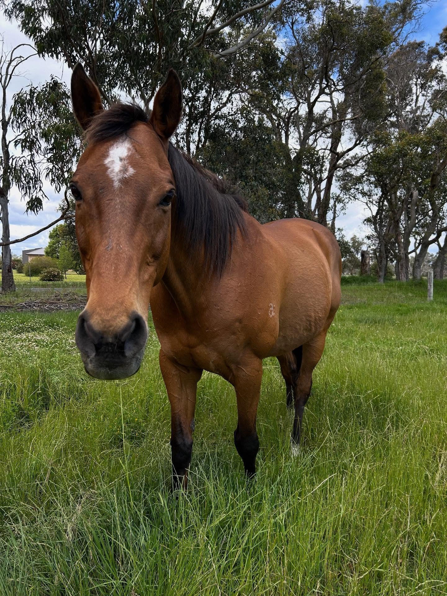 A brown horse with a white star-shaped marking on its forehead standing in a grassy field with trees in the background.