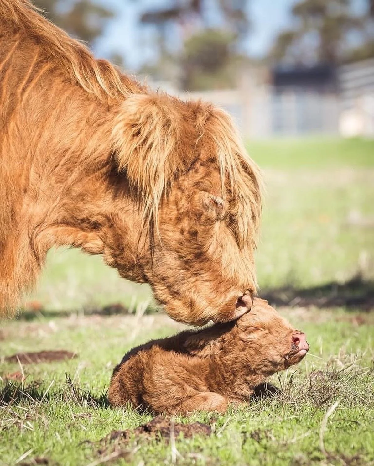 A Highland mother kissing the head of a Highland calf on the grass in a backyard with blurry trees.