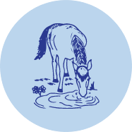 A horse drinking water from a pond or stream in a natural setting