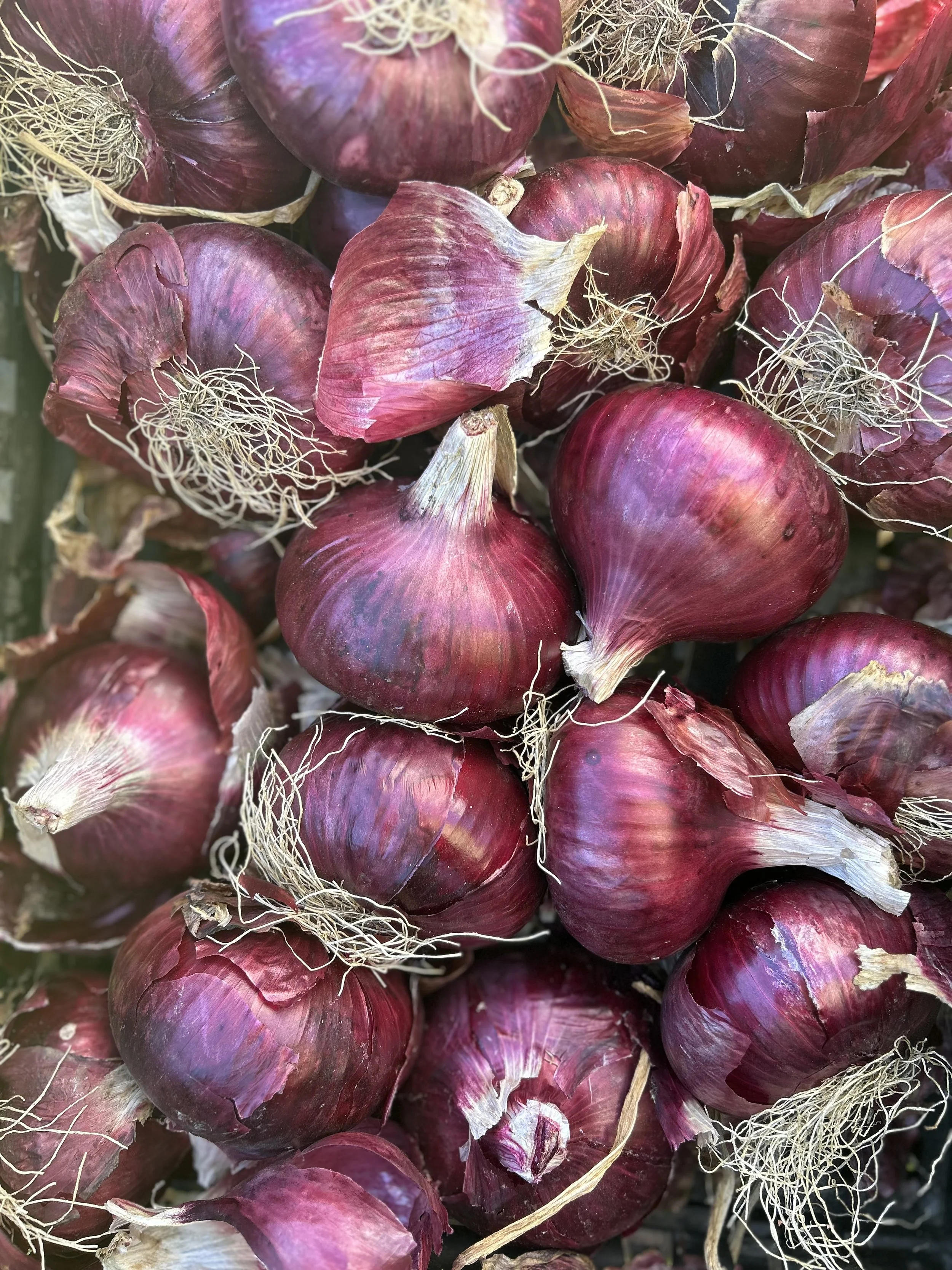 Close-up of red onions with their papery skins and roots still attached.
