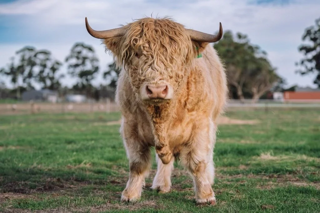 A Highland cow standing in a grassy field with trees and a fence in the background.
