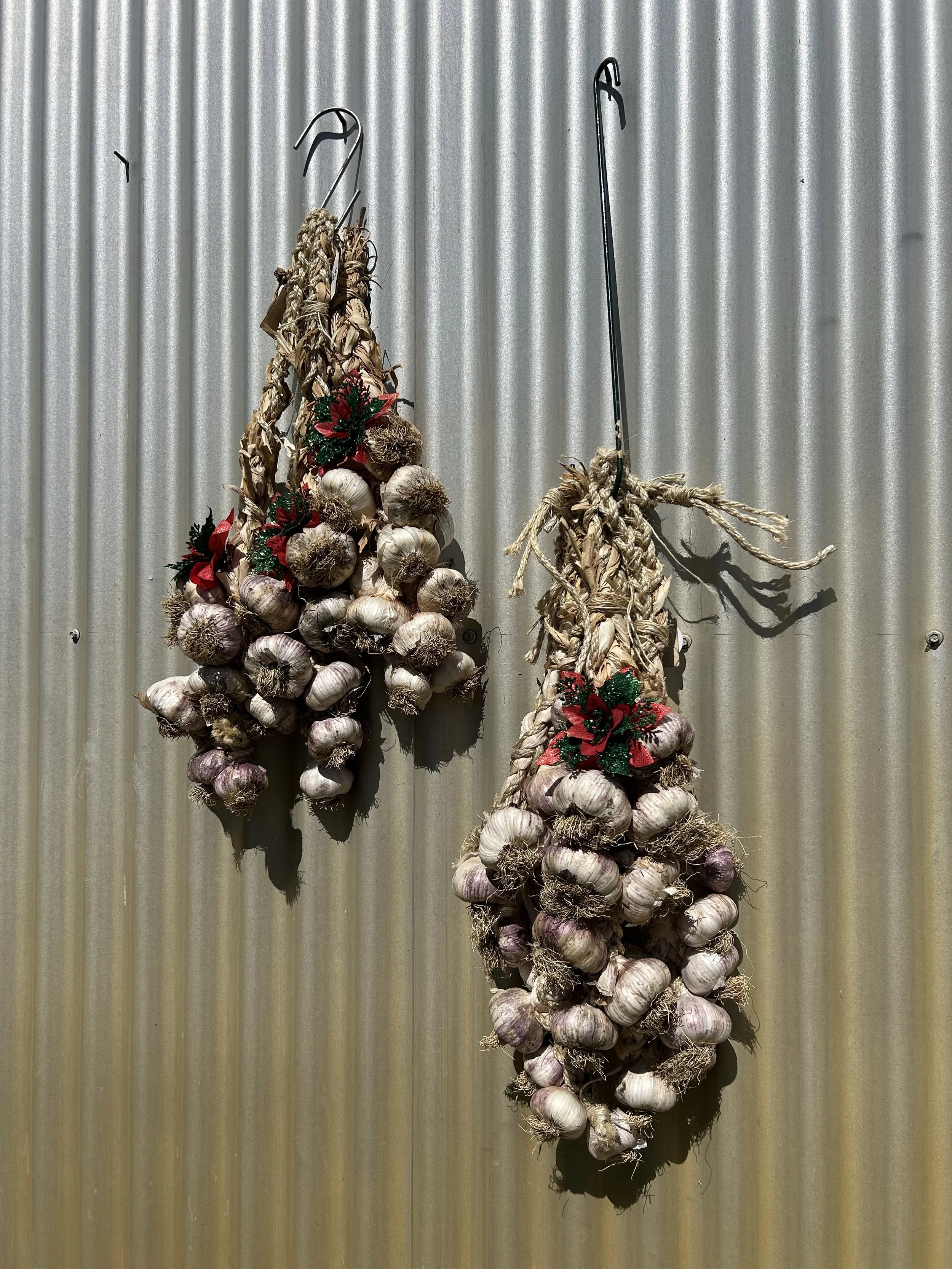 Two bunches of garlic hanging on a corrugated metal wall, decorated with red poinsettia flowers and green leaves.