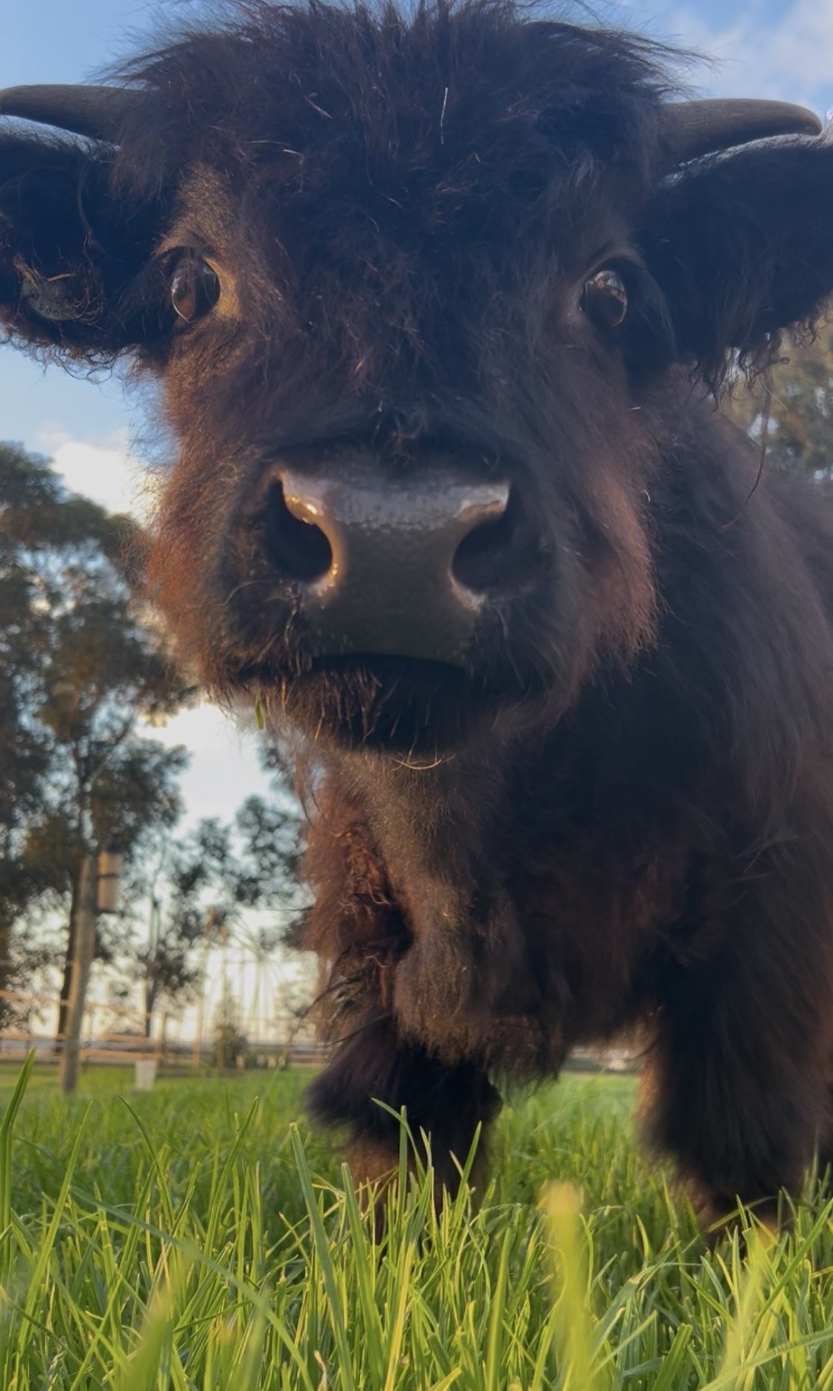 Close-up of a black buffalo with curved horns, standing on green grass with trees and a blue sky in the background.