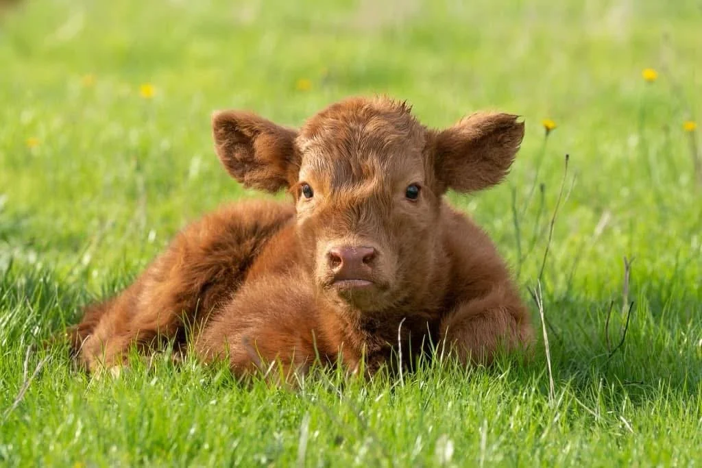 A brown calf lying on green grass in a field with small yellow flowers.