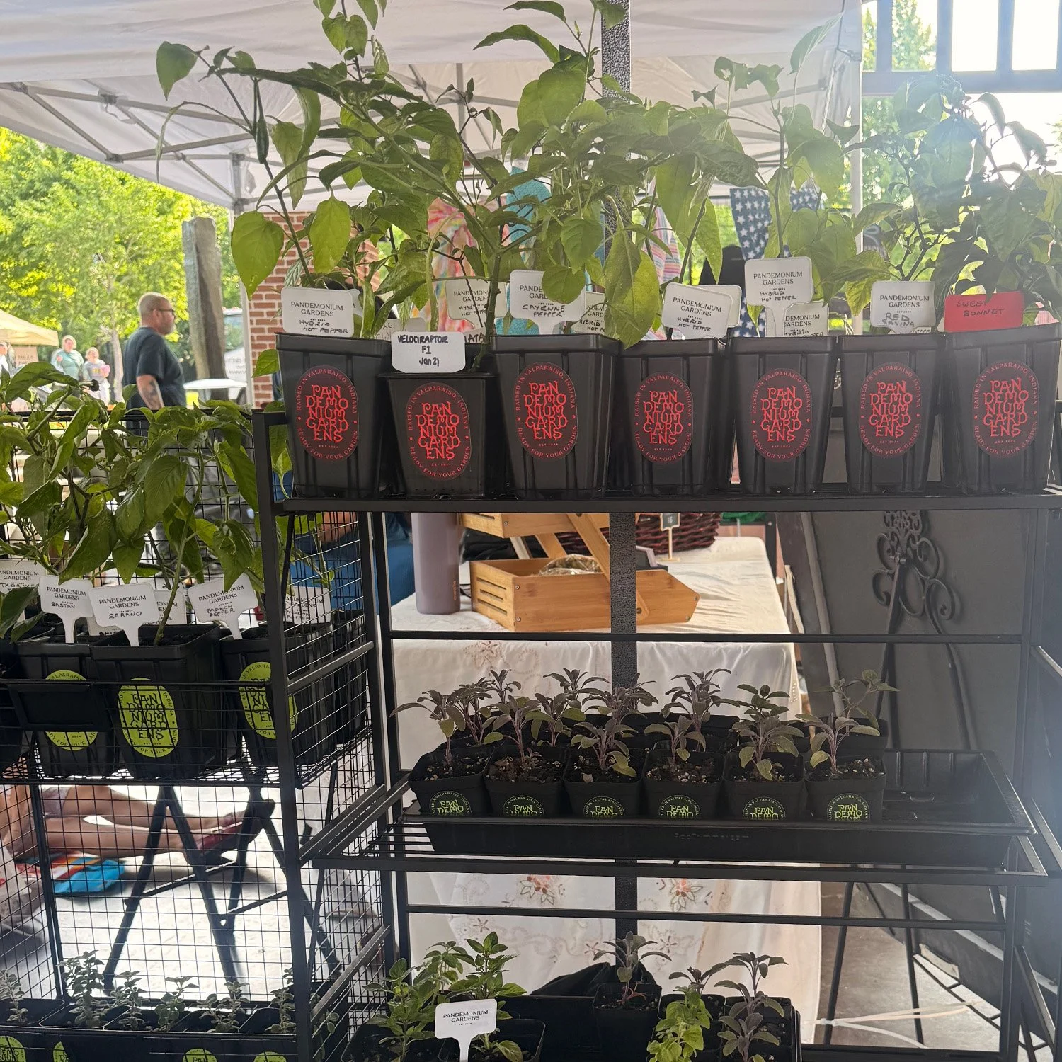 pandemonium-gardens-valparaiso-indiana-farmers-market-culinary-herbs-peppers.jpg