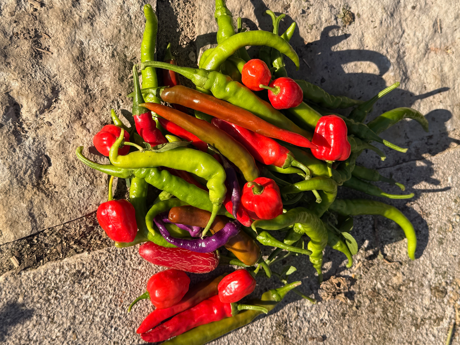 Seven Thousand Years of Peppers &amp; Why We Grow So Many. 