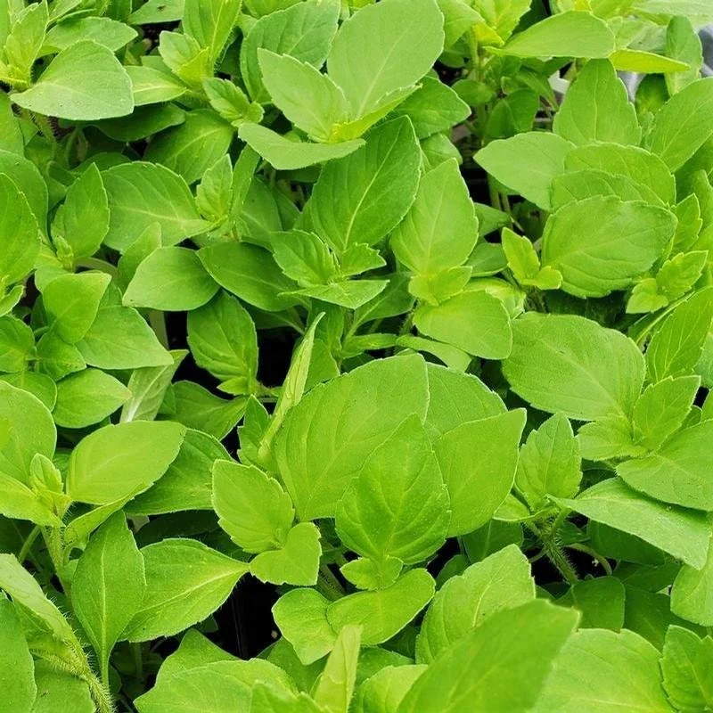 pandemonium_gardens-fresh-herbs-HOLY_BASIL.jpg