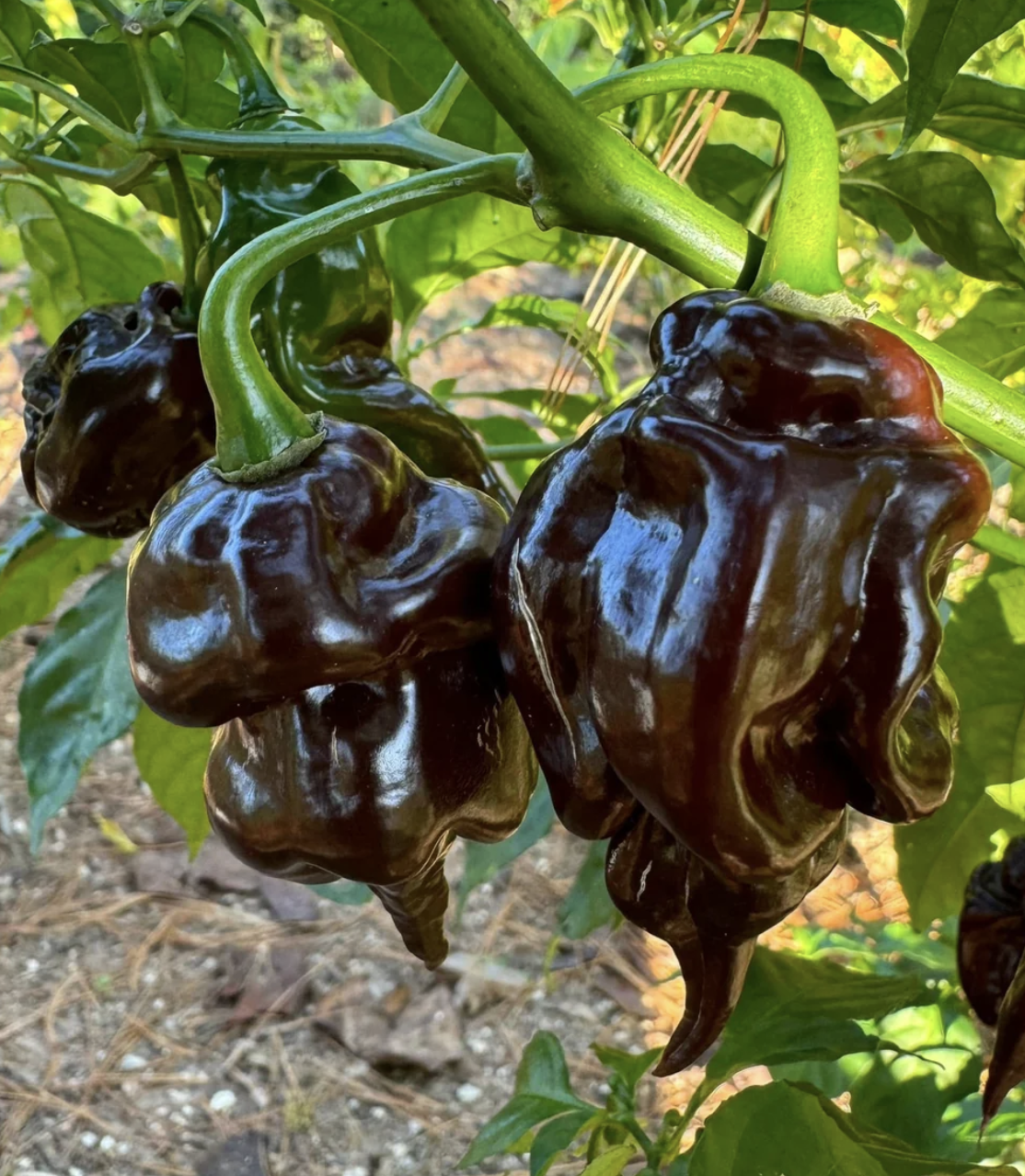 pandemoniumgardens_hot-peppers-chocolate-scorpion.png