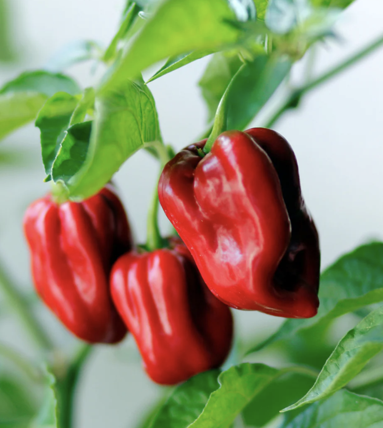 pandemoniumgardens_hot-peppers-velociraptor.png