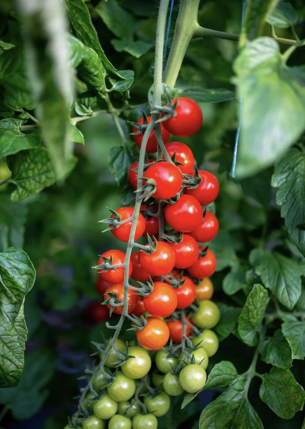 pandemoniumgardens_supersweet100_cherry-tomatoes.jpg