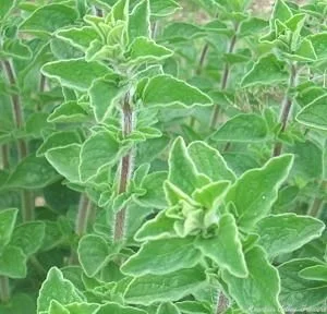 pandemonium_gardens-fresh-herbs-syrian-oregano.jpg