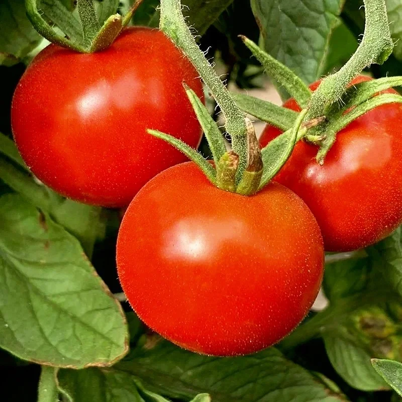 pandemonium-gardens-heirloom-tomato-stupice.jpg