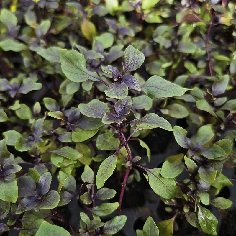 pandemonium-gardens-fresh-herbs-mini-purple-basil.jpg