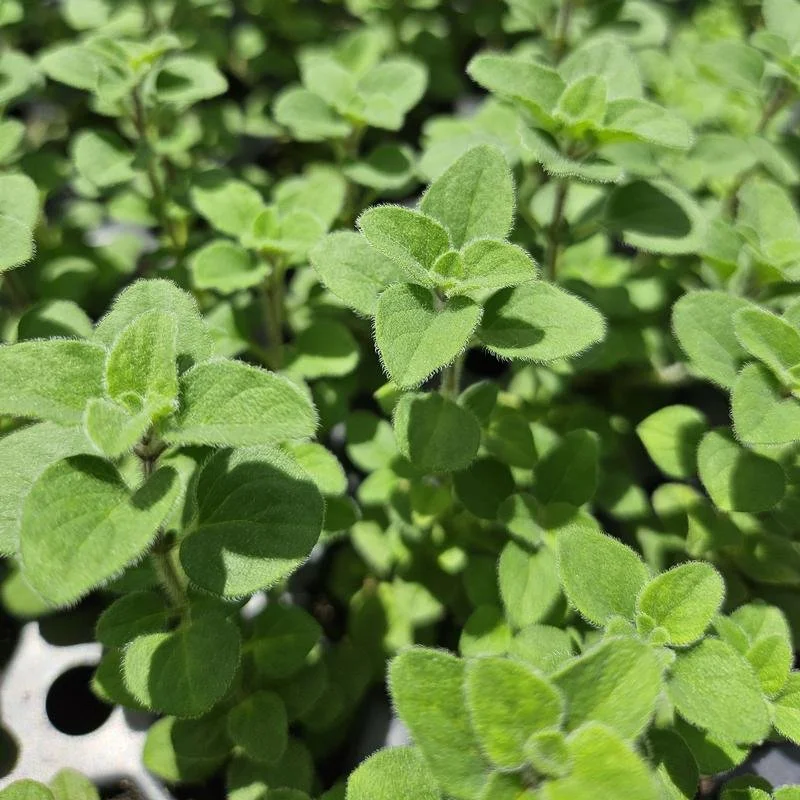 Hot and Spicy Oregano