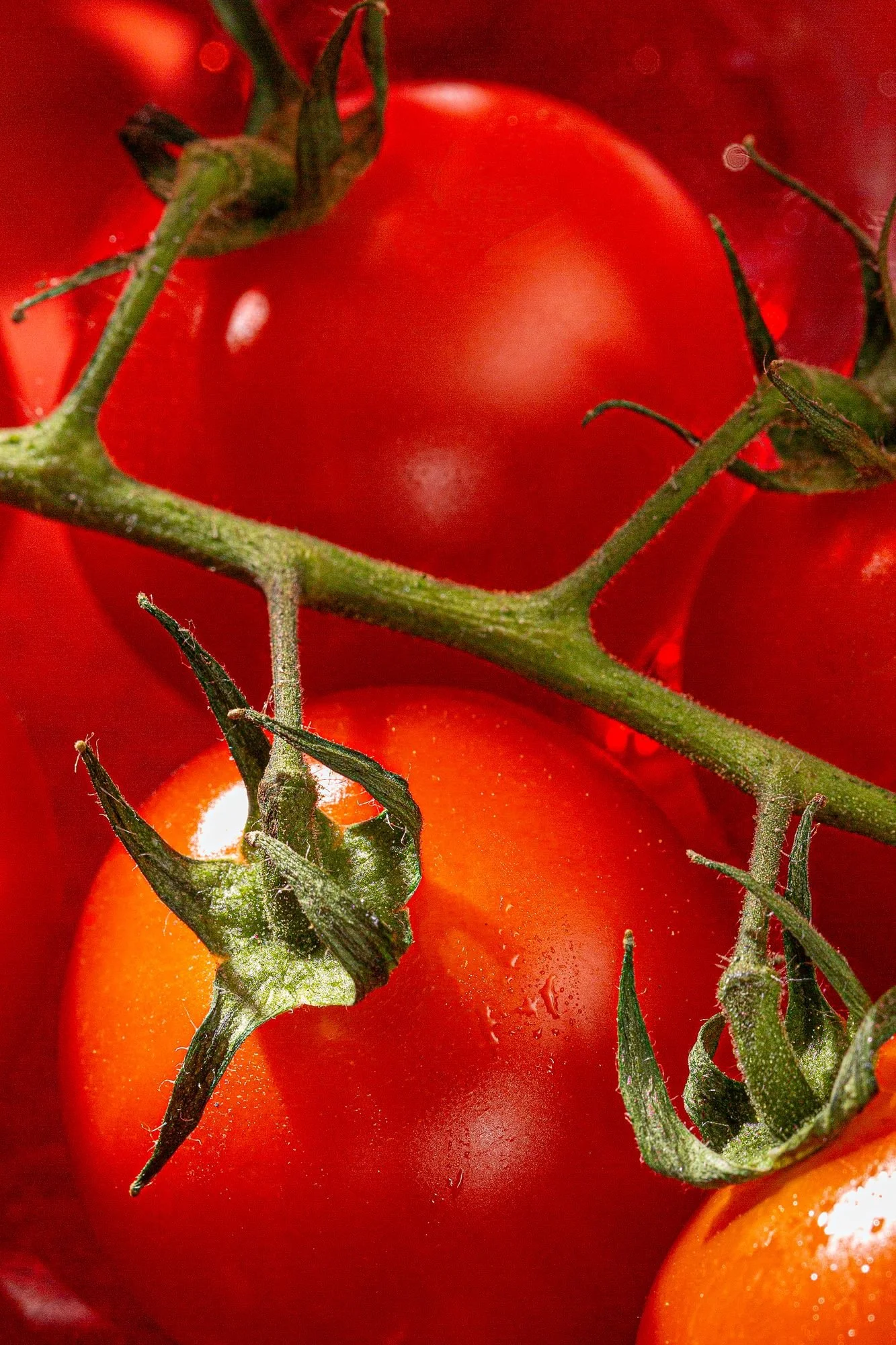pandemoniumgardens_heirloom-tomatoes-valparaiso-indiana.jpg
