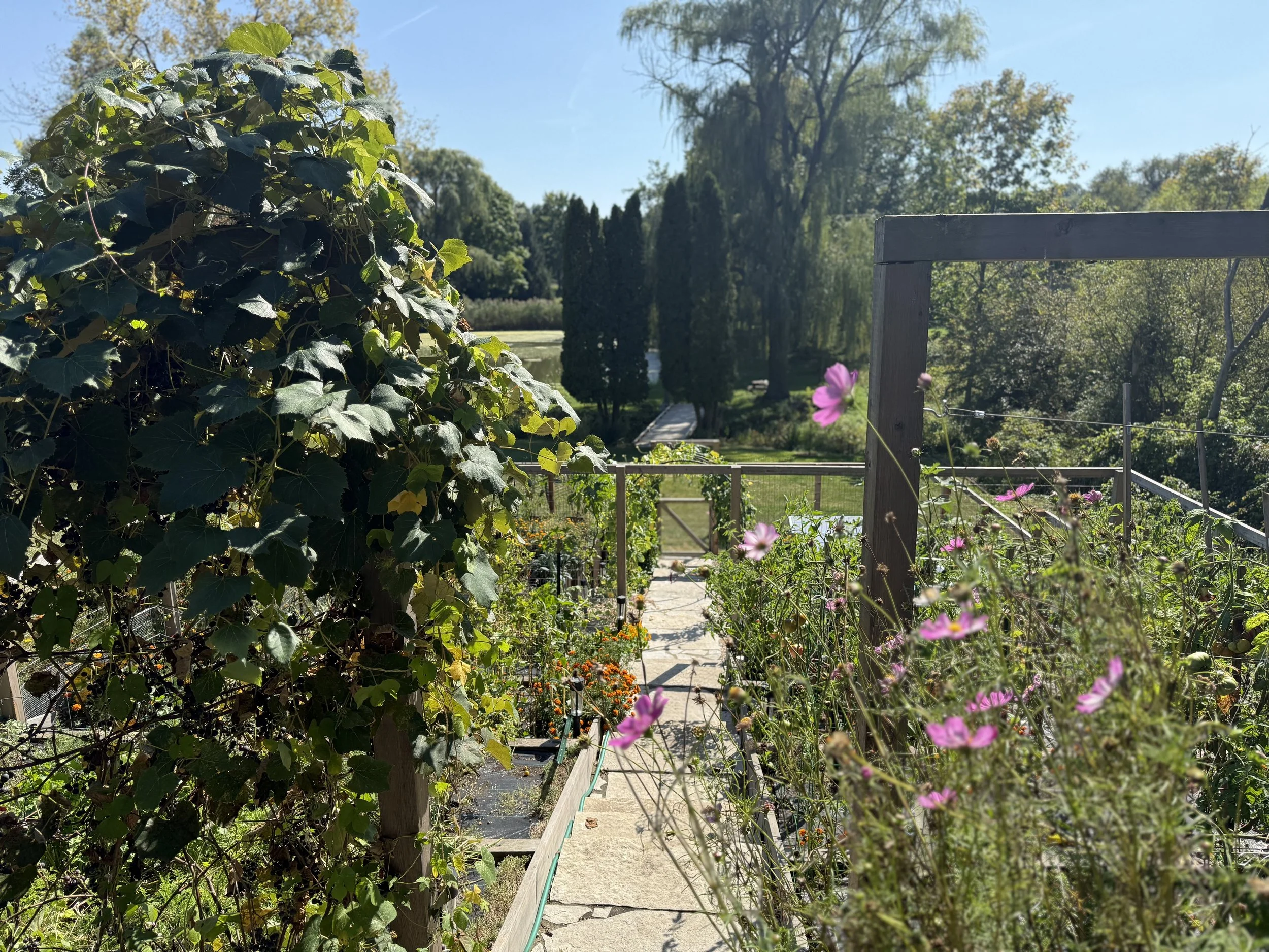 A garden with lush green plants, a walkway, pink flowers, a wooden fence, and trees in the background on a sunny day.