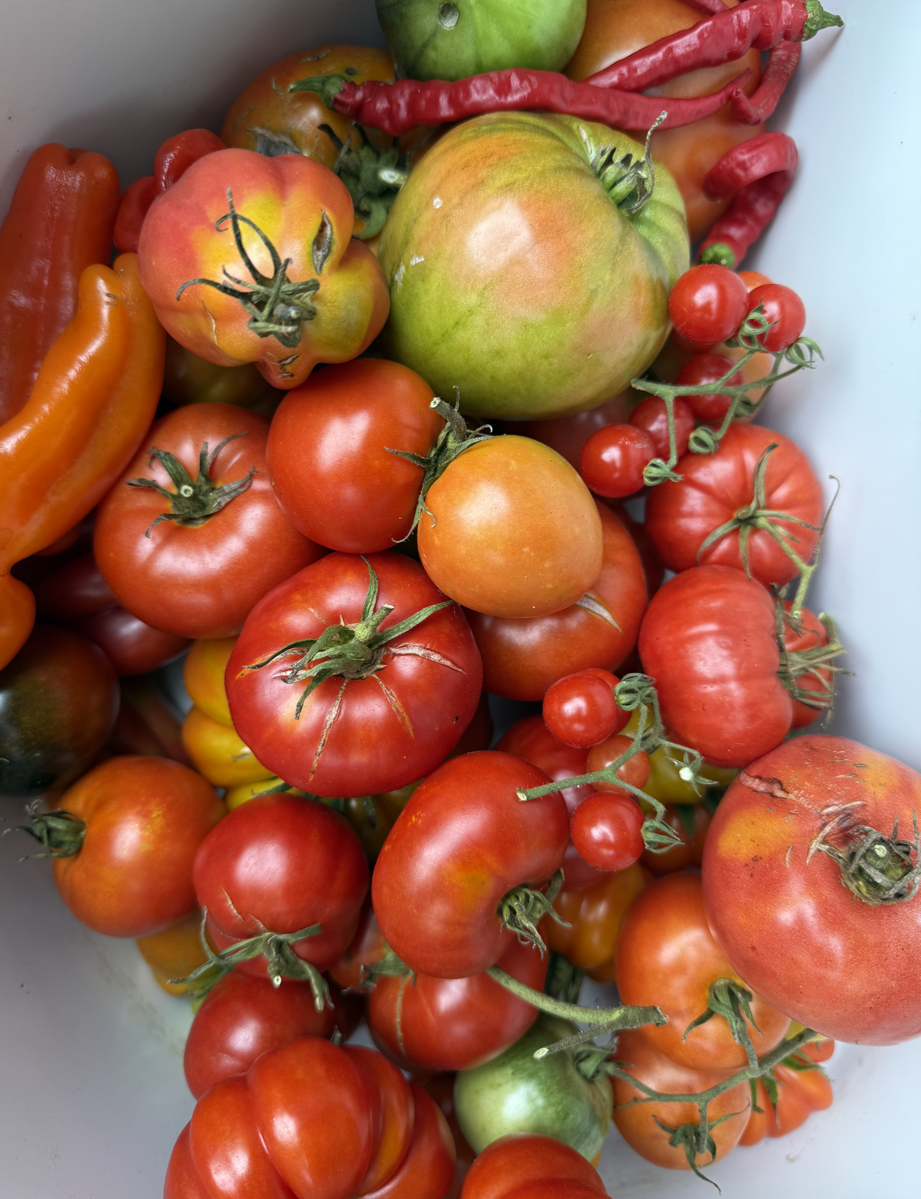 Mixed heirloom tomatoes with red and orange peppers from The Heirloom Stack Wild Kit, Pandemonium Gardens, Northwest Indiana