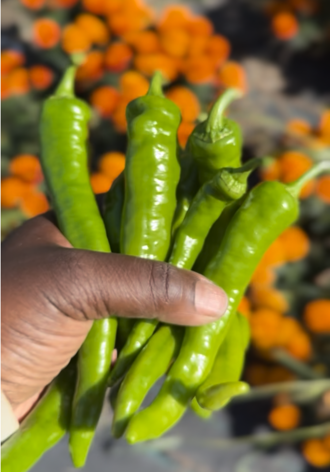 pandemonium-gardens-the-sizzler-peppers.png