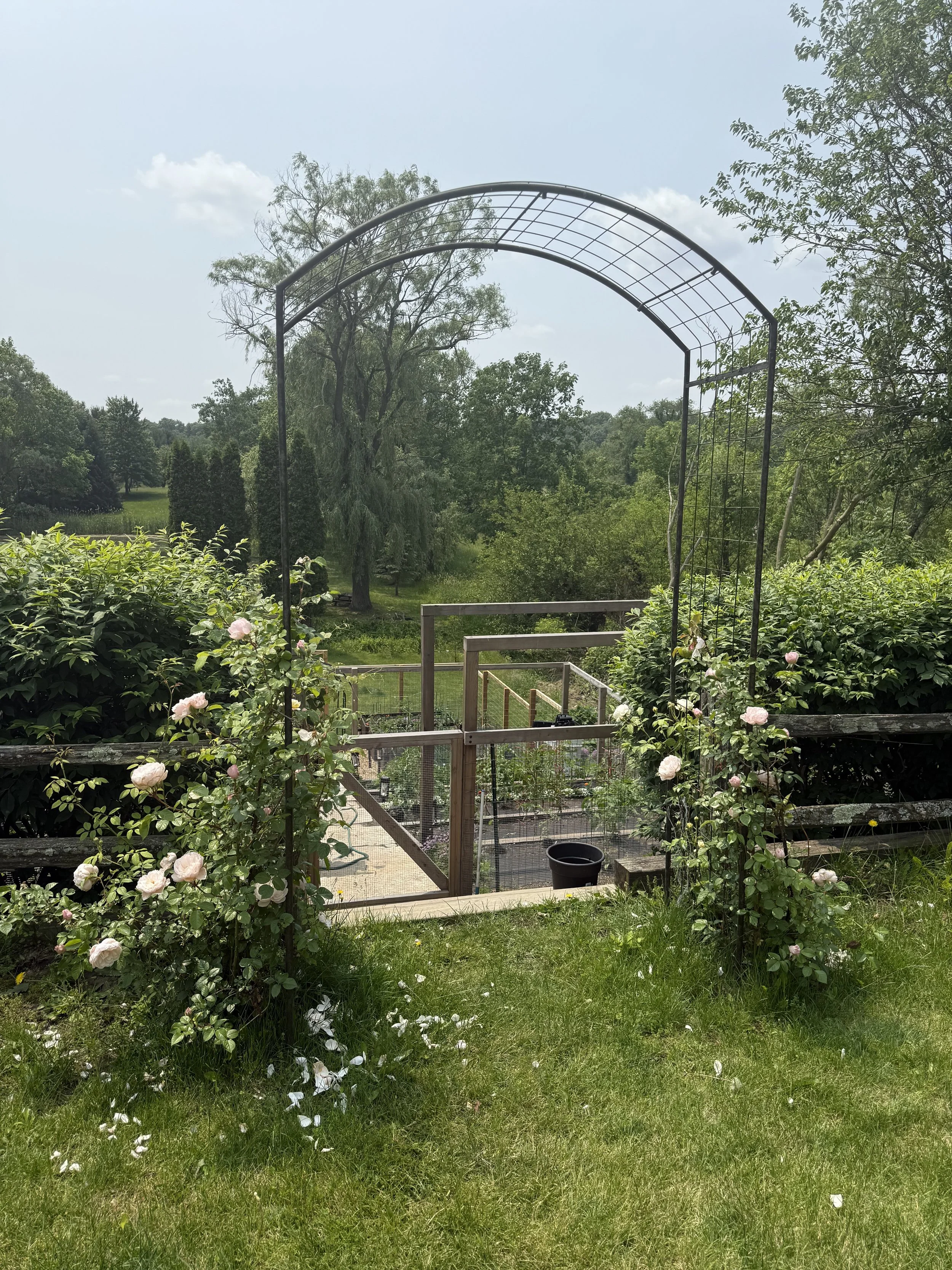 Garden with a black metal archway, pink roses on both sides, and a fenced vegetable garden in the background with trees and blue sky.