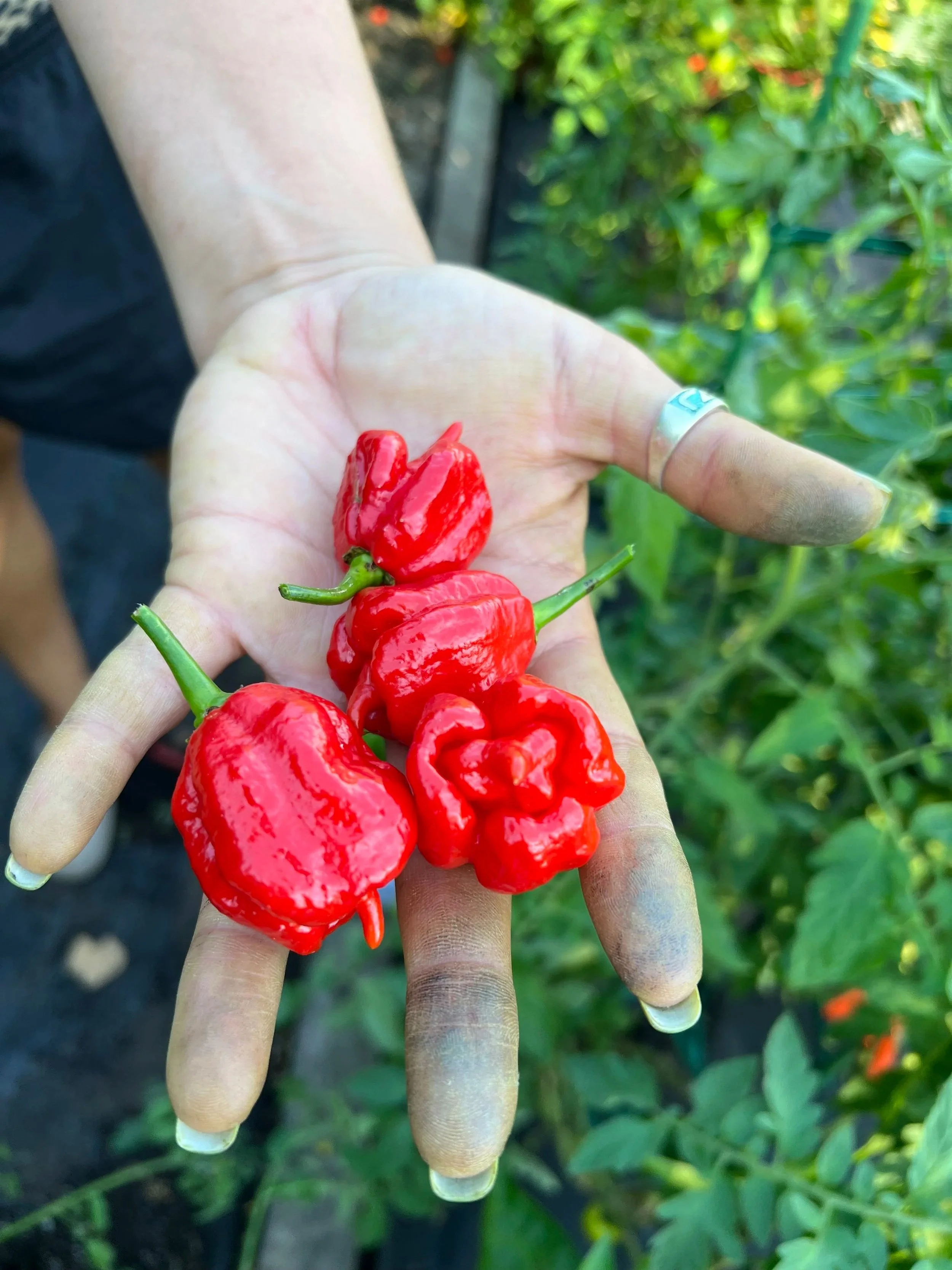 peppers-pandemonium-gardens-valparaiso-indiana