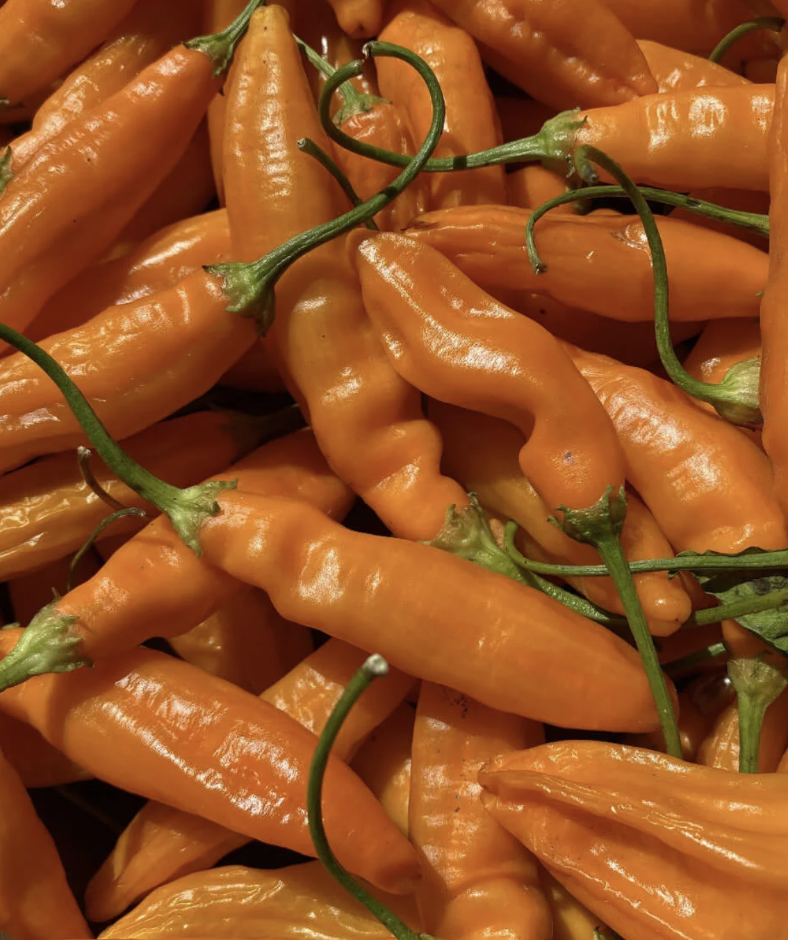 pandemoniumgardens_hot-peppers-aji-amarillo.png