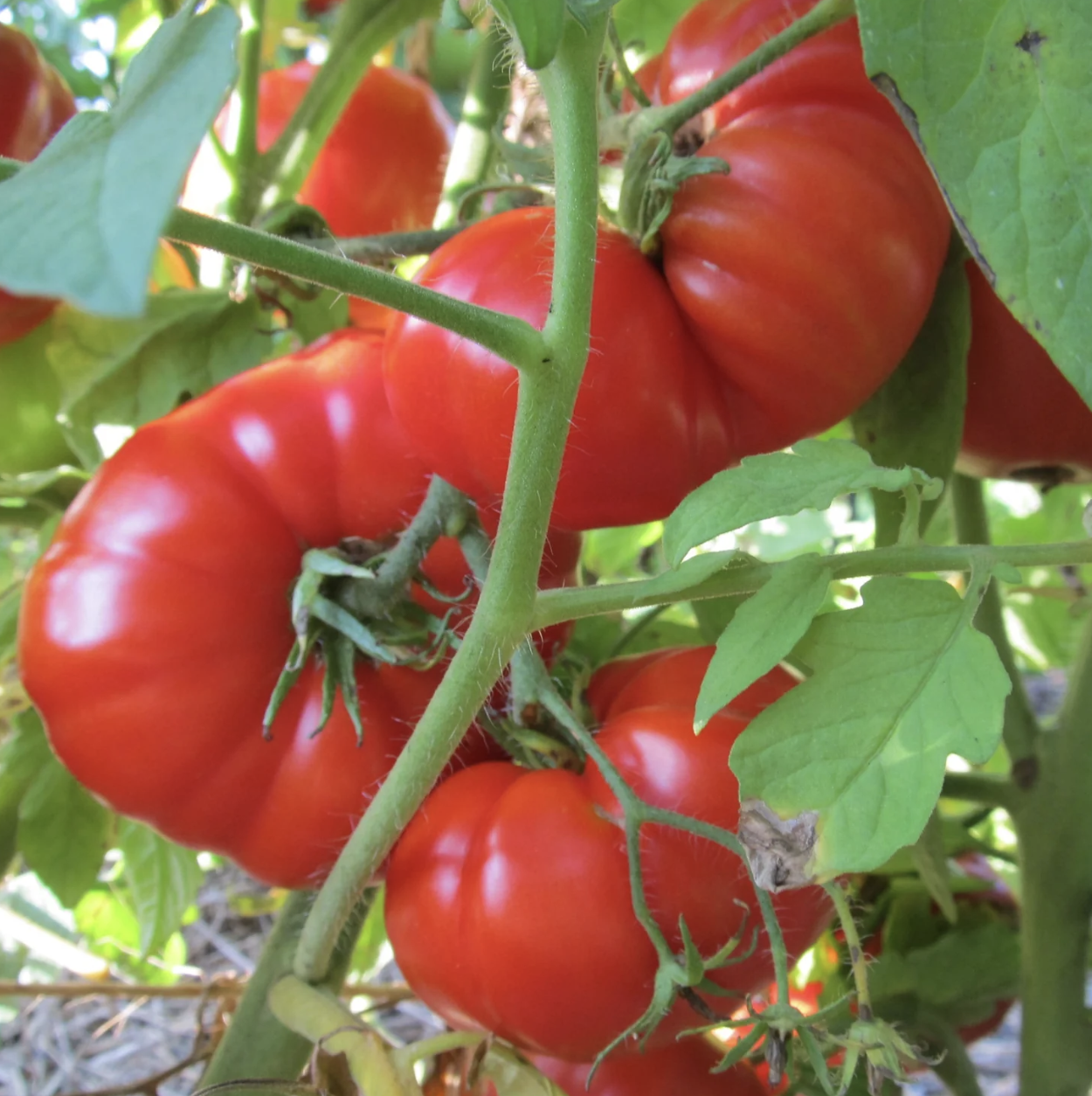 pandemonium-gardens-pantano-romenesco-tomatoes.png