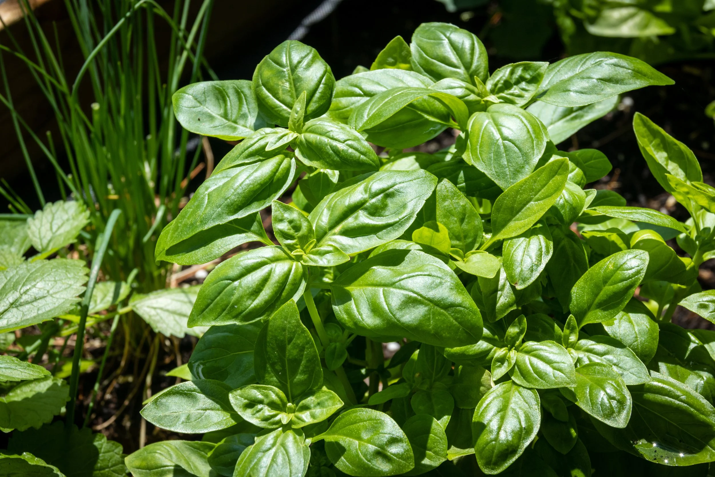 pandemonium-gardens-fresh-herbs-sweet-basil.jpeg