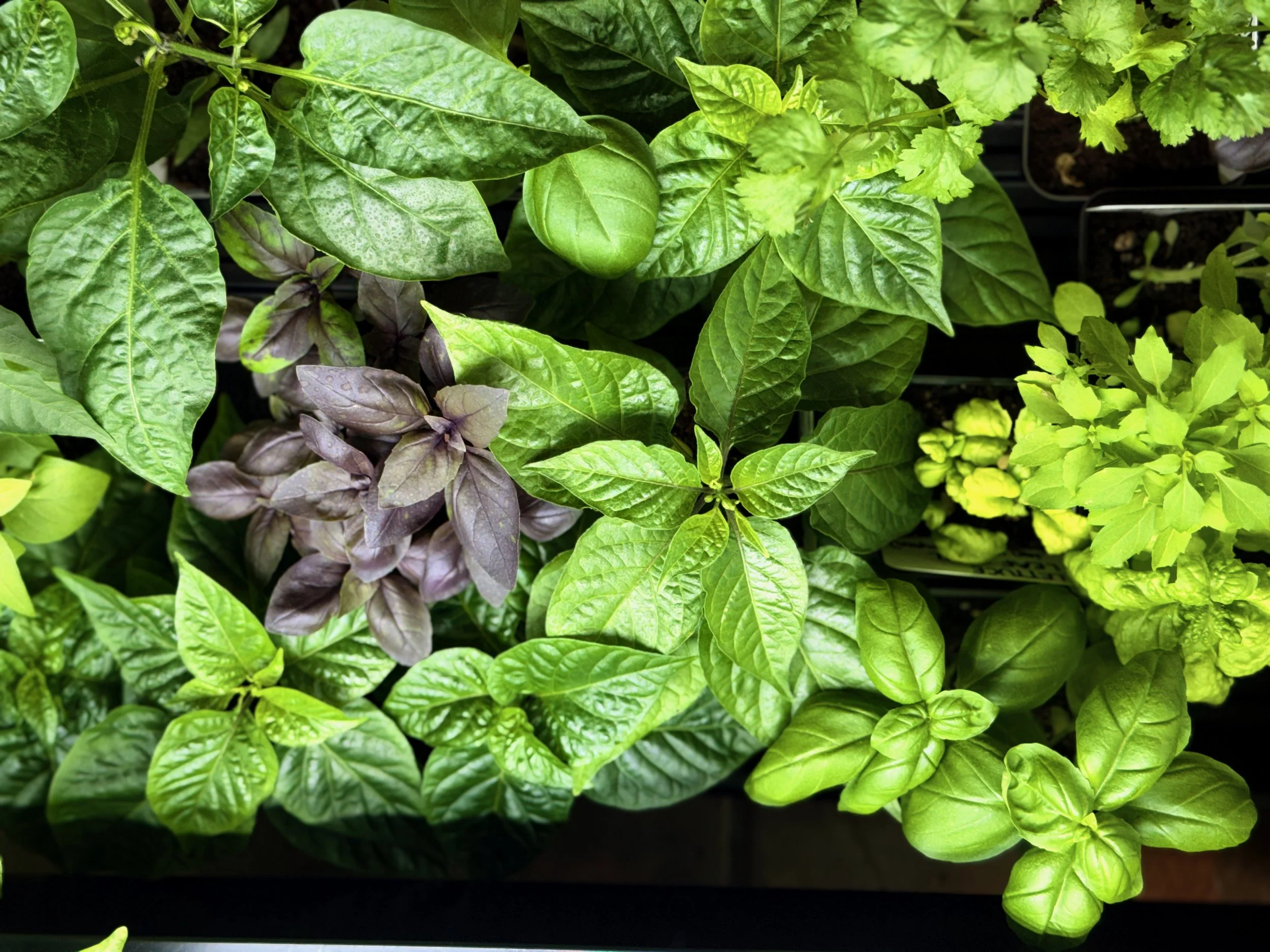 Culinary Herb Collection
