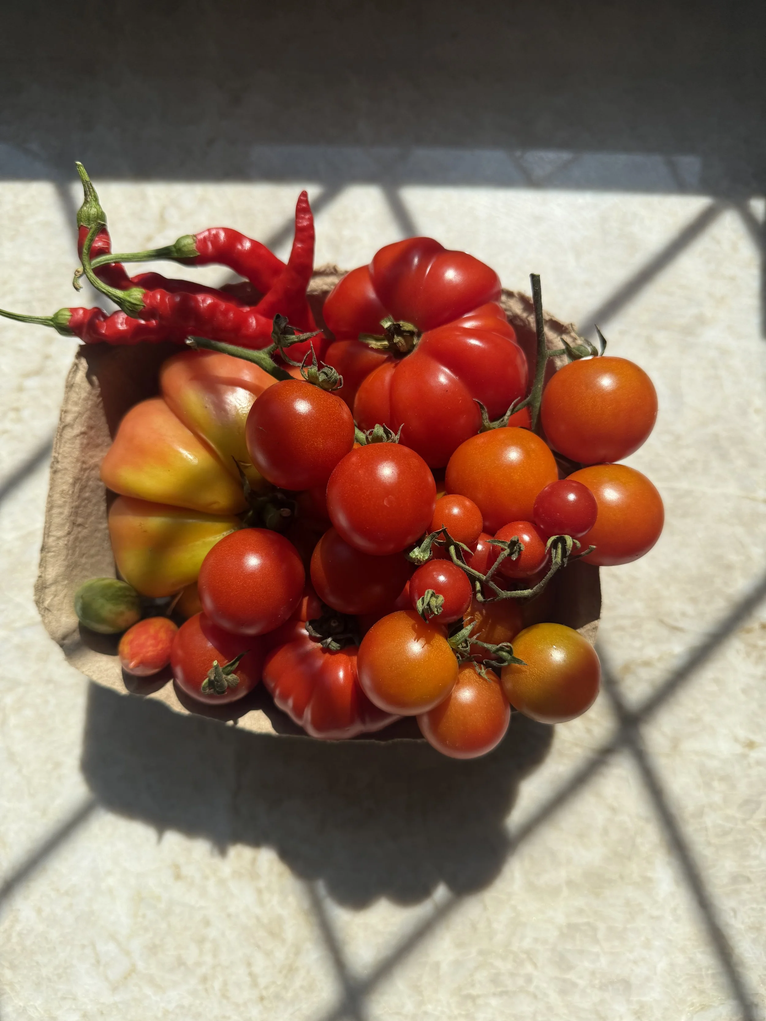Fresh heirloom tomatoes and red chili peppers in a brown paper container on a light-colored surface with shadows.