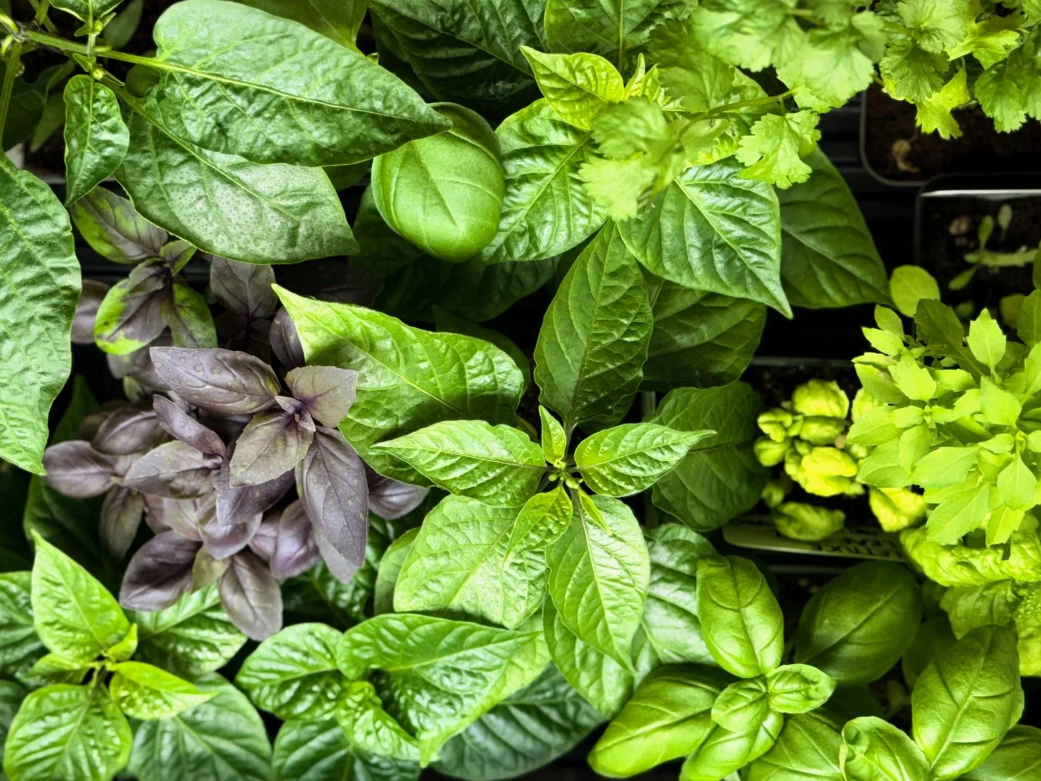 pandemonium-gardens-culinary-herbs.jpg