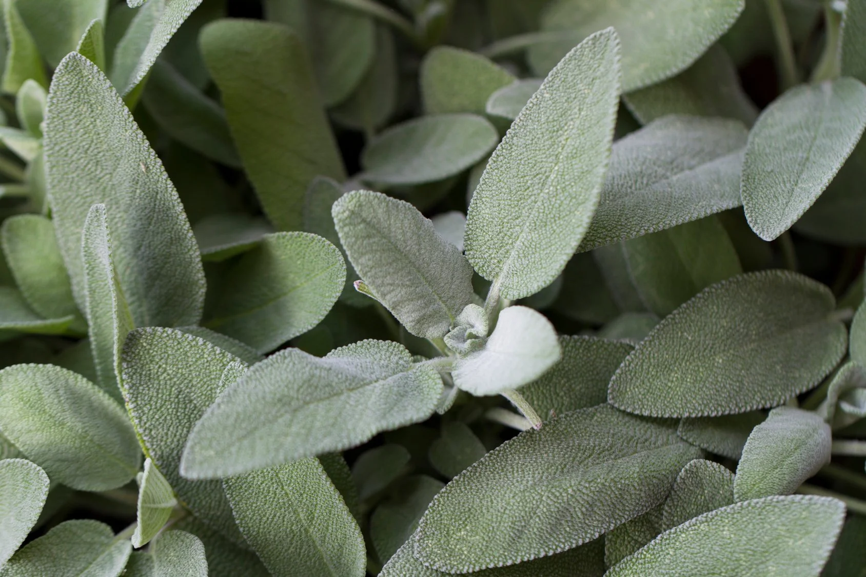 pandemonium-gardens-fresh-herbs-common-sage.jpeg