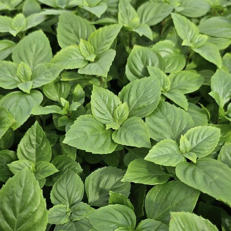 pandemonium-gardens-fresh-herbs-greek-columnar-basil.jpg