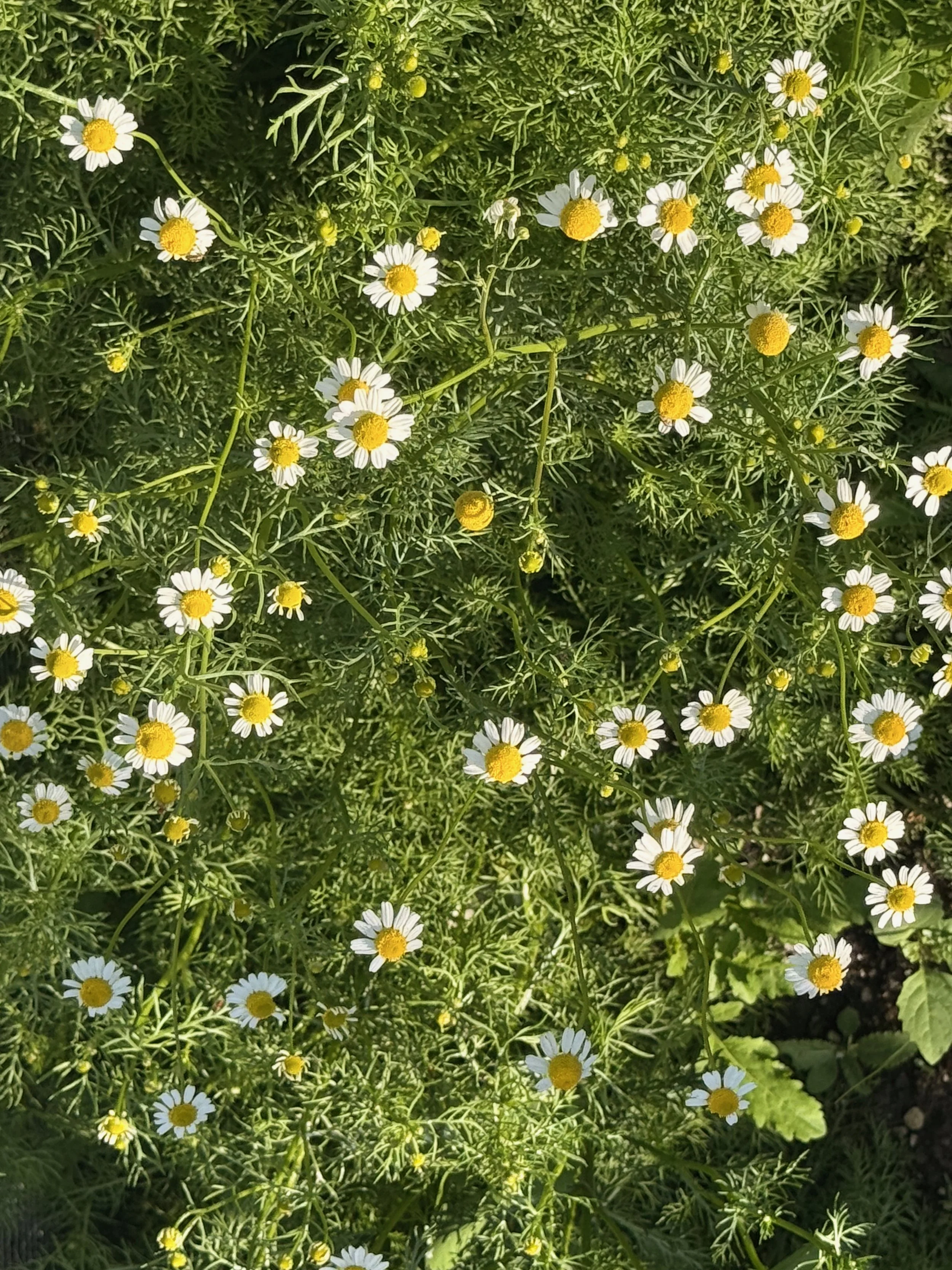Close-up view of a patch of small chamomile flowers with yellow centers, surrounded by green foliage.