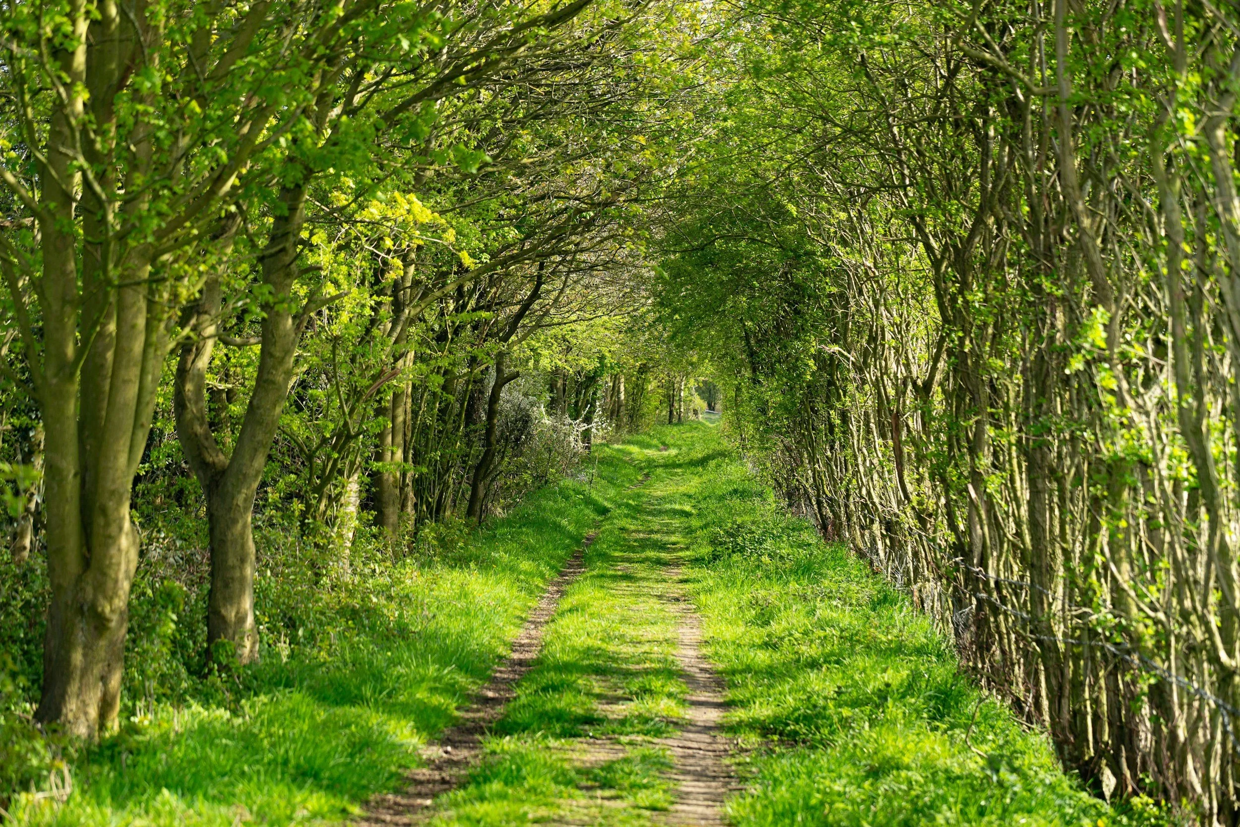 Tree lined walking path symbolizing personal growth and exploring new directions in life.