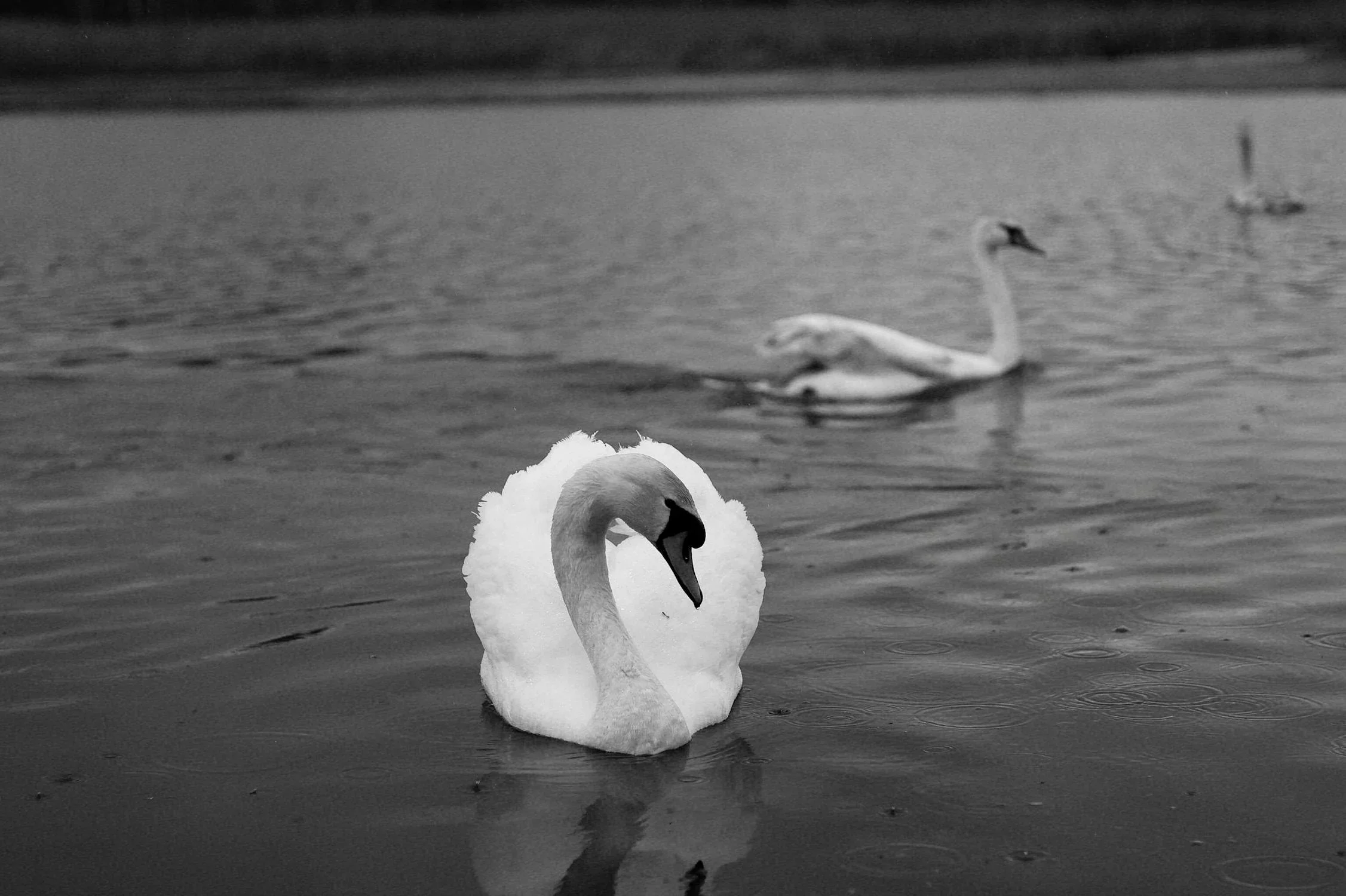 Black and white photo of a swan swimming in a lake with two other swans in the background.