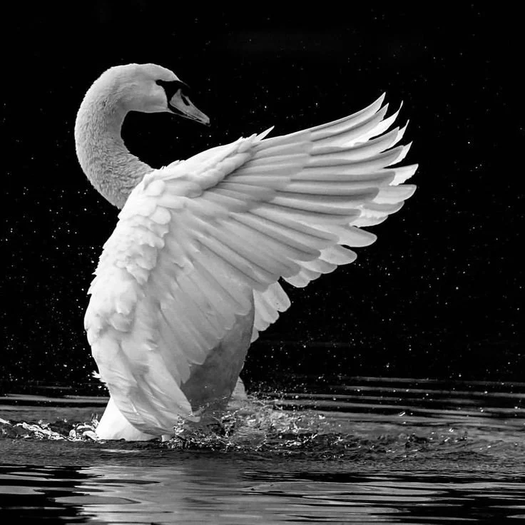 A swan standing in water, lifting one wing, with a dark, starry background.