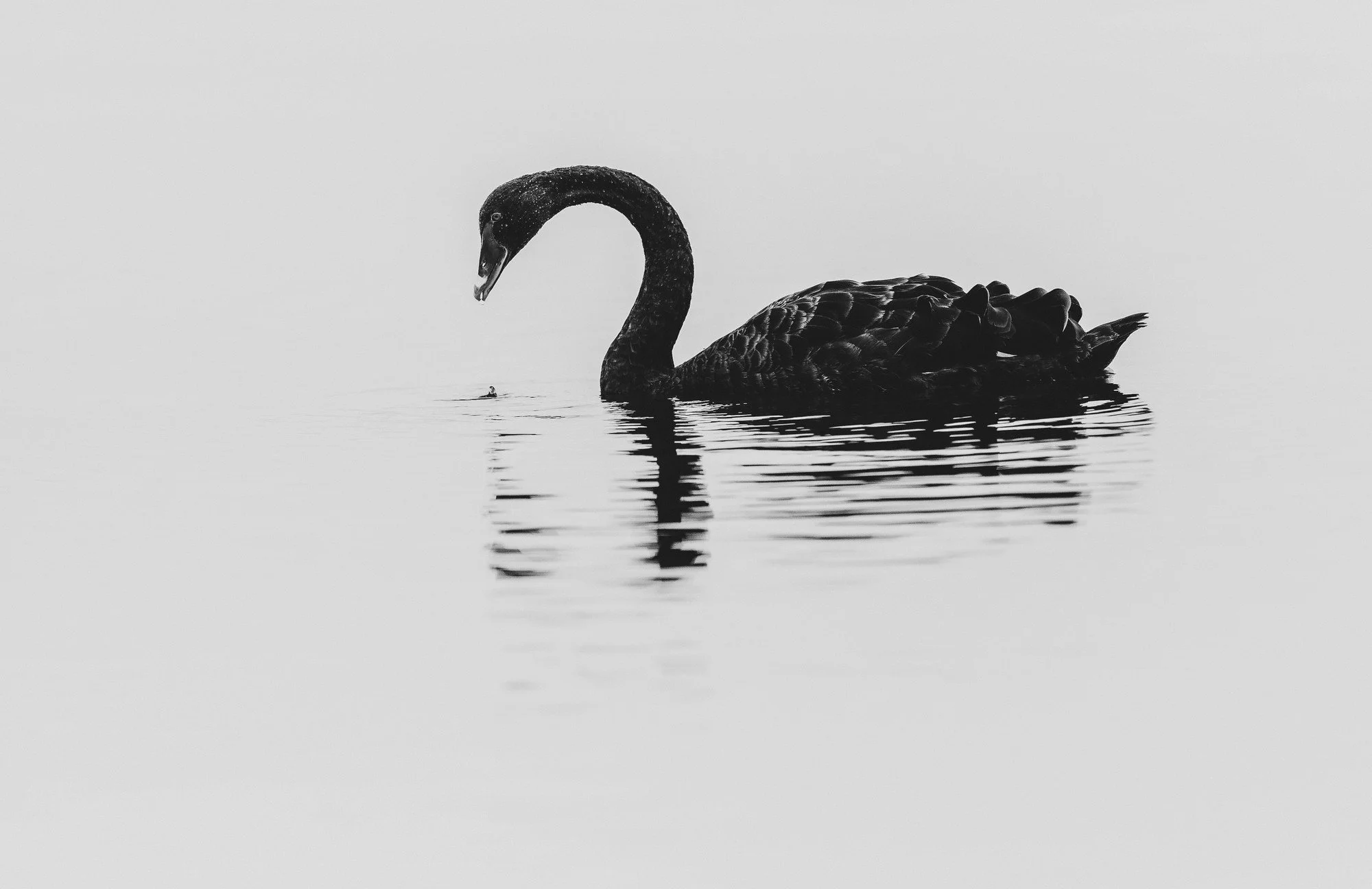 A black swan swimming in calm water with its reflection visible.