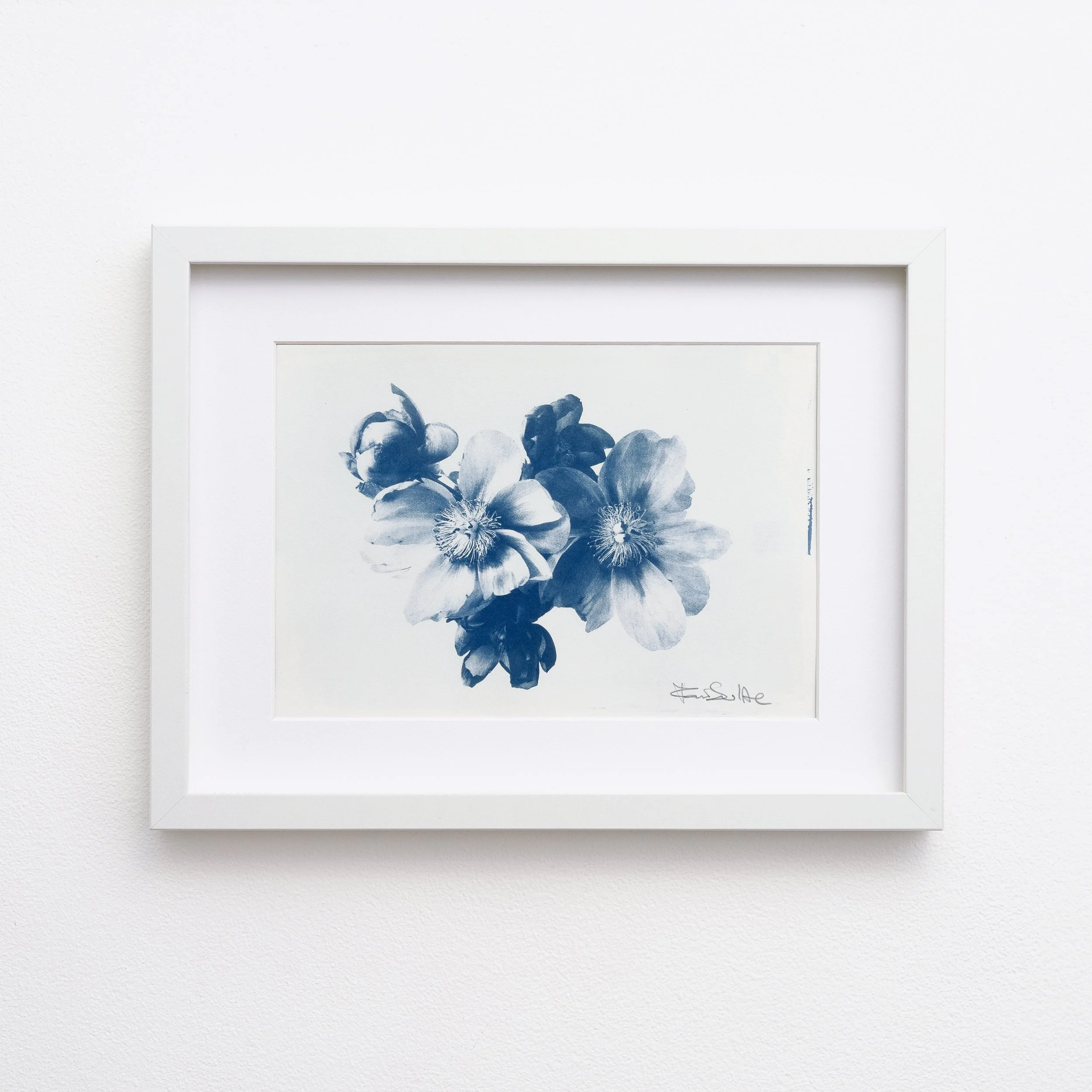 Peonies