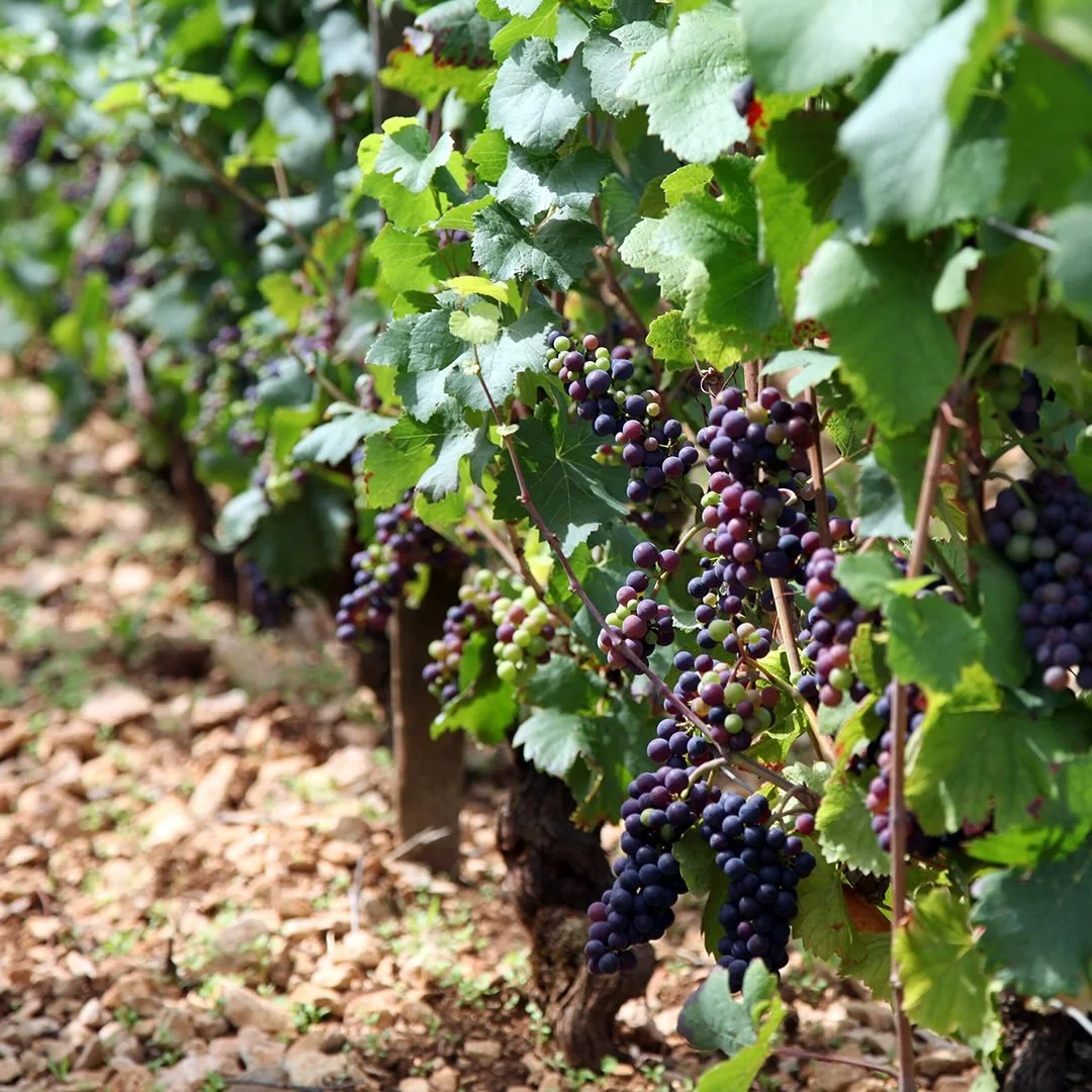 burgundy france domaine kuheiji wine