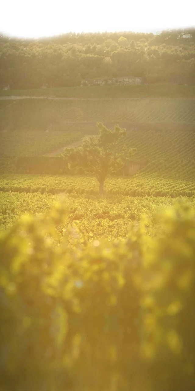 domaine kuheiji wine fields france