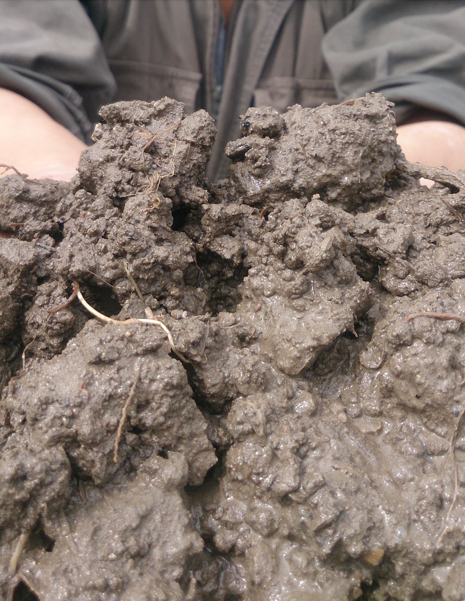 monryu sake, kuheiji monryu, terroir series, fields , monryu rice fields, kuheiji