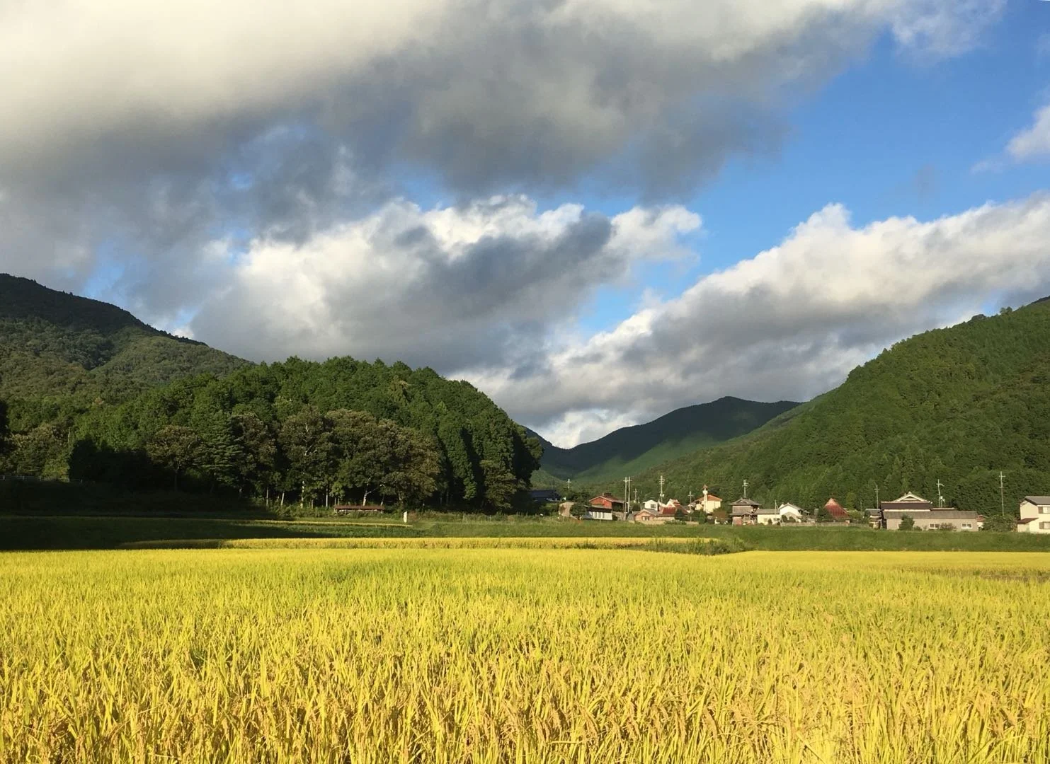 Kuheiji sake rice field japan usa