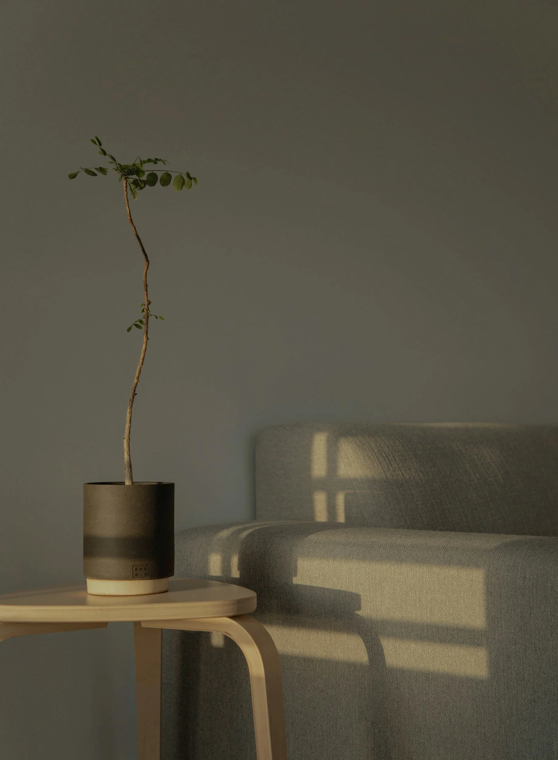 A small plant with a thin, winding stem and small green leaves in a black and beige pot, placed on a light wooden side table next to a grey upholstered sofa. Shadows of a window's grid pattern are cast on the sofa and wall.