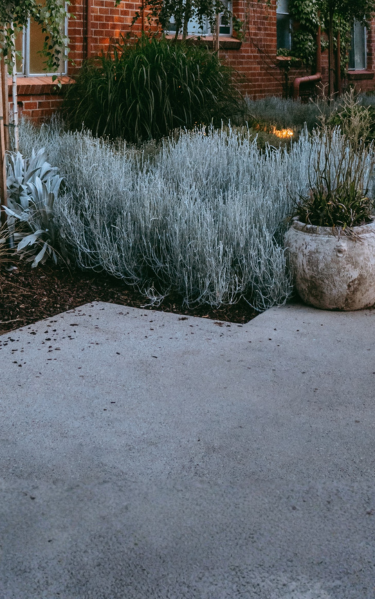 Urban garden with silver-gray and green plants, brick building in background, large pot on concrete patio.