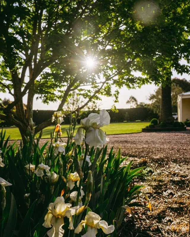 Garden bed and treel.jpg